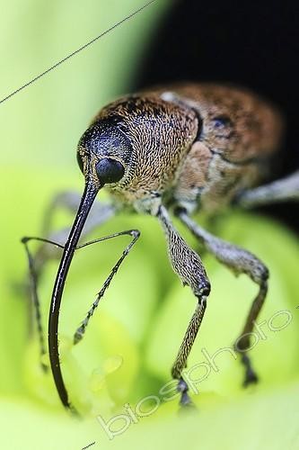 Biosphoto | 1987347 | Portrait of Hazelnut Weevil - France | &copy; Axel Papon / Biosphoto