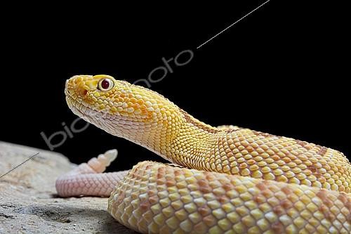 Biosphoto | 2140314 | Portrait of Hypomelanistic Northwestern neotropical rattlesnake (Crotalus culminatus) on black background | &copy; Clément Carbillet / Biosphoto