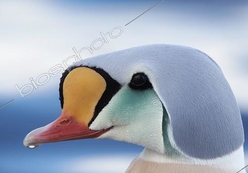 Biosphoto | 1946937 | Portrait of King Eider male on water - Norway | &copy; Markus Varesvuo / Biosphoto