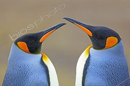 Biosphoto | 1997857 | Portrait of King Penguins facing- Falkland Islands  | &copy; Alain Mafart-Renodier / Biosphoto