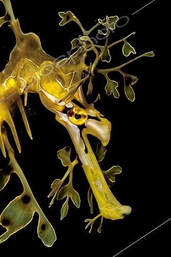 Biosphoto | 1623506 | Portrait of Leafy sea dragon South Australia  | &copy; Fabien Michenet / Biosphoto