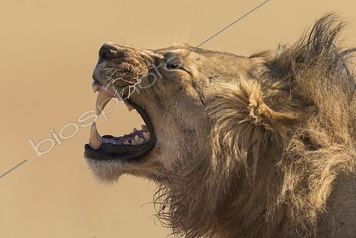 Biosphoto | 2081678 | Portrait of Lion (Panthera leo) grinning, Kgalagadi, South Africa | &copy; Tonino De Marco / Biosphoto