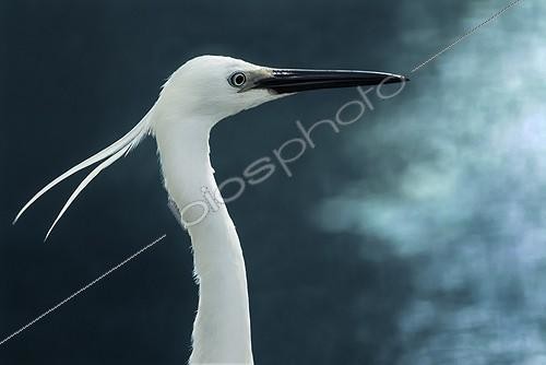 Biosphoto | 953645 | Portrait of Little Egret on the lookout Val d'Allier France | &copy; Monique Morin / Biosphoto