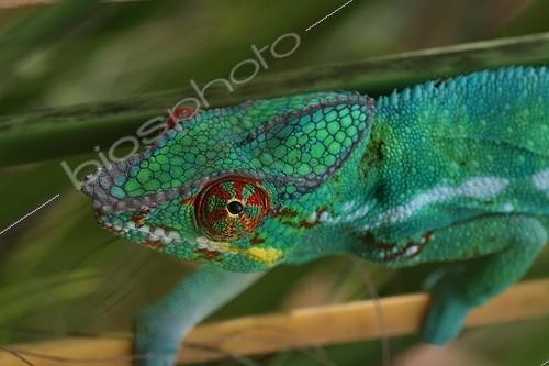 Biosphoto | 1636023 | Portrait of Male panther chameleon Reunion | &copy; André Pascal / Biosphoto