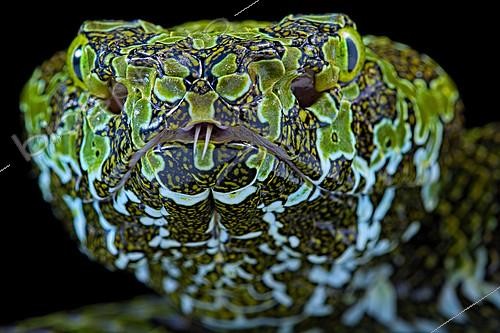 Biosphoto | 2140308 | Portrait of Mangshan's Pitviper (Protobothrops mangshanensiso) on black background. | &copy; Clément Carbillet / Biosphoto