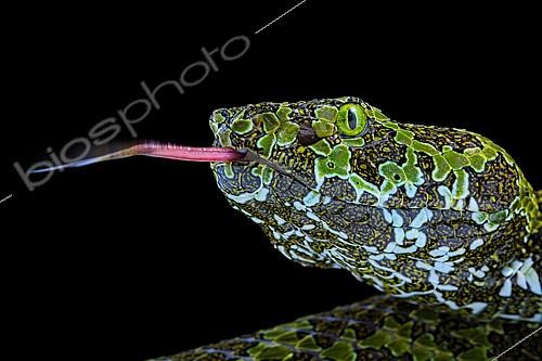 Biosphoto | 2140311 | Portrait of Mangshan's Pitviper (Protobothrops mangshanensiso) on black background. | &copy; Clément Carbillet / Biosphoto