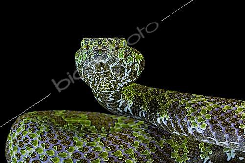 Biosphoto | 2140313 | Portrait of Mangshan's Pitviper (Protobothrops mangshanensiso) on black background. | &copy; Clément Carbillet / Biosphoto