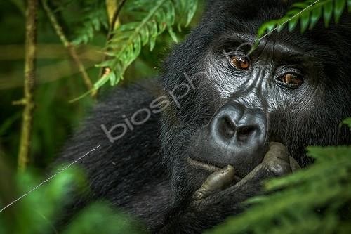 Biosphoto | 2068920 | Portrait of Mountain gorilla (Gorilla beringei beringei). Bwindi Impenetrable Forest. Uganda | &copy; Roger de La Harpe / Biosphoto