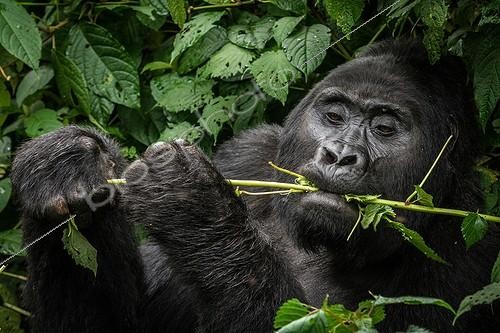 Biosphoto | 2068929 | Portrait of Mountain gorilla (Gorilla beringei beringei) feeding. Bwindi Impenetrable Forest. Uganda | &copy; Roger de La Harpe / Biosphoto