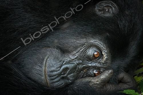 Biosphoto | 2068940 | Portrait of Mountain gorilla (Gorilla beringei beringei) at rest. Bwindi Impenetrable Forest. Uganda | &copy; Roger de La Harpe / Biosphoto