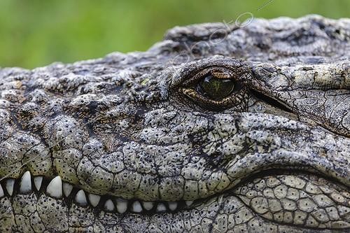 Biosphoto | 1813094 | Portrait of Nile crocodile KwaZulu Natal South Africa  | &copy; Roger de La Harpe / Biosphoto