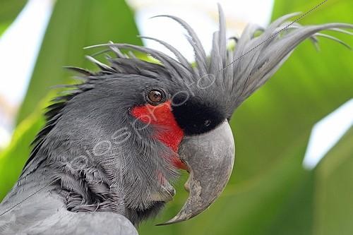 Biosphoto | 2009411 | Portrait of Palm Cockatoo - Bali Indonesia | &copy; André Pascal / Biosphoto