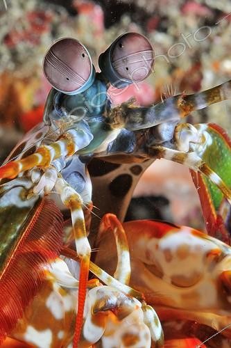 Biosphoto | 1757485 | Portrait of Peacock Mantis Shrimp Bali Indian Ocean  | &copy; Bruno Guénard / Biosphoto