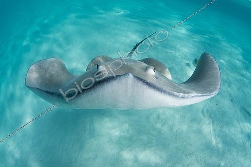 Biosphoto | 2042002 | Portrait of Pink whipray - Moorea French Polynesia | &copy; Fabien Michenet / Biosphoto