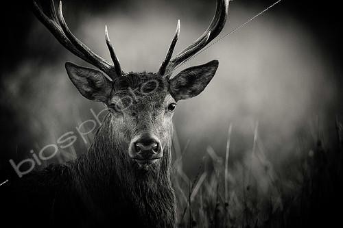 Biosphoto | 2124522 | Portrait of Red deer (Cervus elaphus), Belgium | &copy; Christian Cabron / Biosphoto