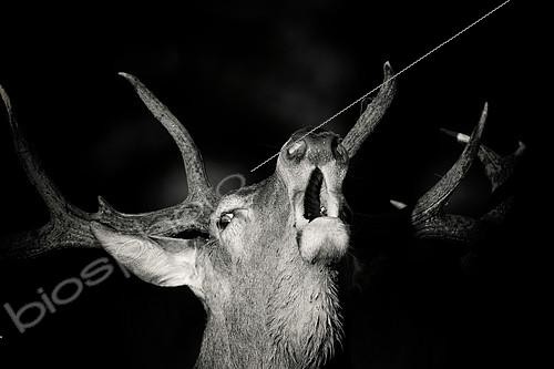 Biosphoto | 2124521 | Portrait of Red deer (Cervus elaphus) bellowing, Belgium | &copy; Christian Cabron / Biosphoto