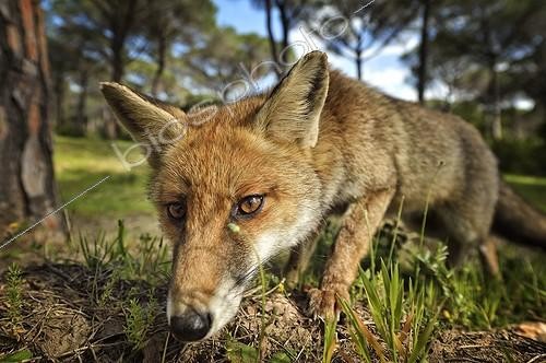 Biosphoto | 2056282 | Portrait of Red Fox on the lookout | &copy; Massimiliano Sticca / Biosphoto