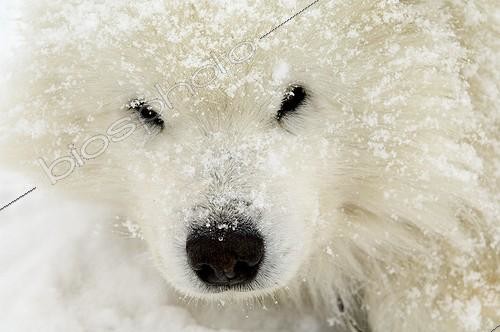 Biosphoto | 976368 | Portrait of Samoyed under the snow Queyras Alps France  | &copy; Duncan MacArthur / Biosphoto