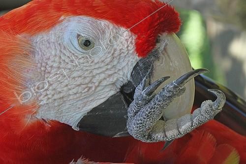 Biosphoto | 2009412 | Portrait of Scarlet Macaw grooming - Bali Indonesia | &copy; André Pascal / Biosphoto