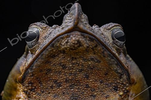 Biosphoto | 2564639 | Portrait of Sharp-nosed Toad (Rhinella dapsilis), Ecuador | &copy; Vincent Premel / Biosphoto