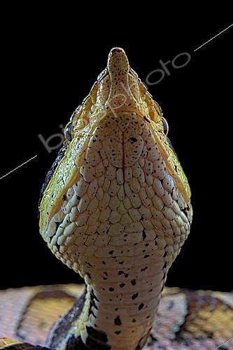 Biosphoto | 2140319 | Portrait of Sharp-nosed viper (Deinagkistrodon acutus) on black background | &copy; Clément Carbillet / Biosphoto