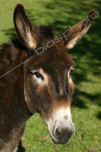 Biosphoto | 178762 | Portrait of she ass Dinan Bretagne France | &copy; André Pascal / Biosphoto