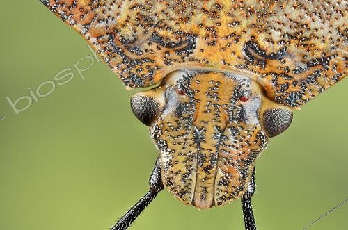 Biosphoto | 1859341 | Portrait of Shield Bug | &copy; Jean-Yves Grospas / Biosphoto