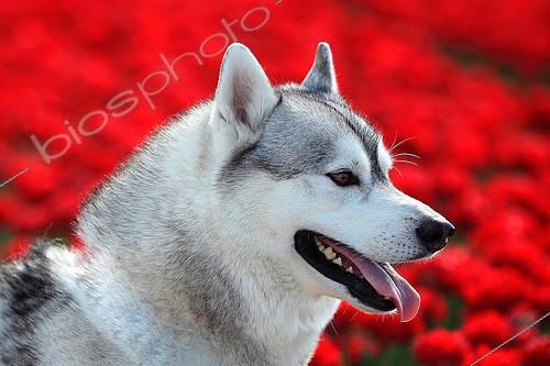 Biosphoto | 2561063 | Portrait of Siberian husky in front of a field of tulips | &copy; Eric Guilloret / Biosphoto