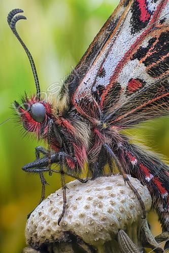 Biosphoto | 2613592 | Portrait of Southern Festoon (Zerynthia polyxena), on dandelion seeds, Europe. | &copy; Alberto Ghizzi Panizza / Biosphoto