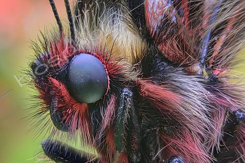 Biosphoto | 2613594 | Portrait of Southern Festoon (Zerynthia polyxena), Europe. | &copy; Alberto Ghizzi Panizza / Biosphoto