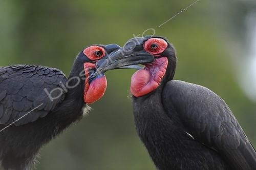 Biosphoto | 1627529 | Portrait of Southern Ground-hornbill Masai Mara NR in Kenya | &copy; Patrick Kientz / Biosphoto