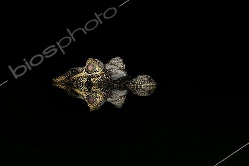 Biosphoto | 907900 | Portrait of Spectacled Caiman in water at night Brazil | &copy; Mike Lane / Biosphoto