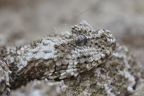 Biosphoto | 2088548 | Portrait of Spider-tailed horned viper (Pseudocerastes urarachnoides), Zagros Mountains, Ilam Province, Iran | &copy; Frank Deschandol & Philippe Sabine / Biosphoto