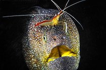 Biosphoto | 2091179 | Portrait of Starry Moray (Gymnothorax nudivomer) and cleaner shrimp (Lysmata amboinensis), Indian Ocean, Reunion | &copy; Gabriel Barathieu / Biosphoto