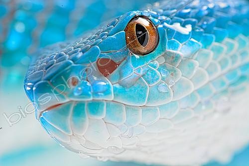 Biosphoto | 2140329 | Portrait of Sunda island pitviper (Trimeresurus insularis), Komodo | &copy; Clément Carbillet / Biosphoto