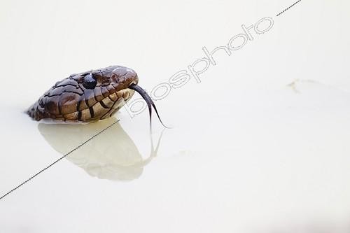 Biosphoto | 1261065 | Portrait of Texas Indigo Snake in the water south Texas USA | &copy; Cyril Ruoso / Biosphoto