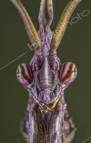 Biosphoto | 2613579 | Portrait of the Common Empusa (Empusa pennata), Europe. | &copy; Alberto Ghizzi Panizza / Biosphoto