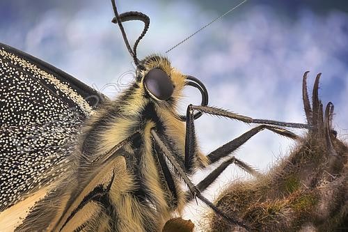 Biosphoto | 2613599 | Portrait of the Swallowtail (Papilio machaon), Europe. | &copy; Alberto Ghizzi Panizza / Biosphoto