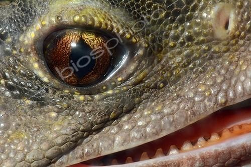 Biosphoto | 1992040 | Portrait of Tuatara - North Island New Zealand | &copy; David Massemin / Biosphoto