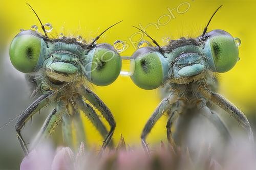 Biosphoto | 2613601 | Portrait of two Damselflies (Zygoptera sp), Italy. | &copy; Alberto Ghizzi Panizza / Biosphoto