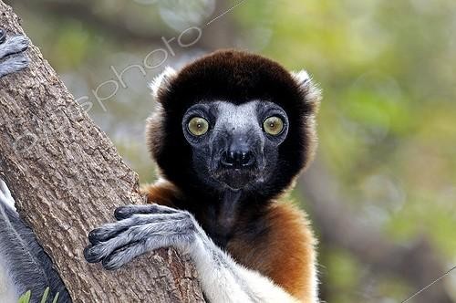 Biosphoto | 965145 | Portrait of  Verreaux's Sifaka Madagascar  | &copy; Dominique Delfino / Biosphoto