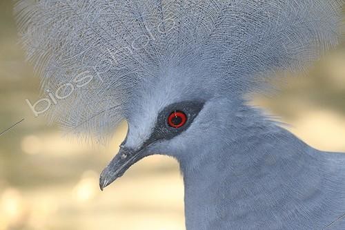 Biosphoto | 2009410 | Portrait of Victoria Crowned Pigeon - Bali Indonesia  | &copy; André Pascal / Biosphoto