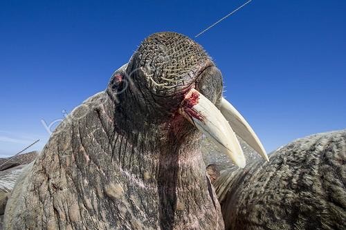 Biosphoto | 1991213 | Portrait of Walrus resting on iceberg - Hudson Bay Canada ; bloodied from fight | &copy; Paul Souders / Biosphoto