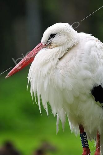 Biosphoto | 2056365 | Portrait of White Stork | &copy; Massimiliano Sticca / Biosphoto
