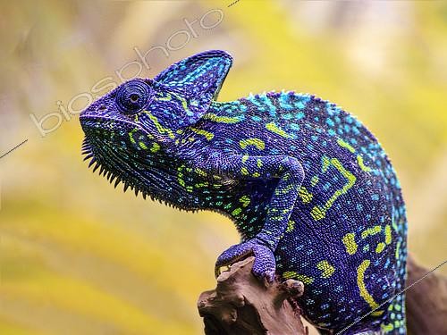 Biosphoto | 2419036 | Portrait of Yemeni Chameleon (Chamaeleo calyptratus) on a branch, Alligator bay, Wildlife Park, Beauvoir, Normandy, France | &copy; Patrick Glaume / Biosphoto