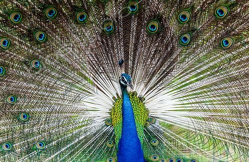 Biosphoto | 2518017 | Portrait (Pavo cristatus) of a peacock on the background of his tail. Close-up. Sri Lanka. Yala National park | &copy; Andrey Gudkov / Biosphoto