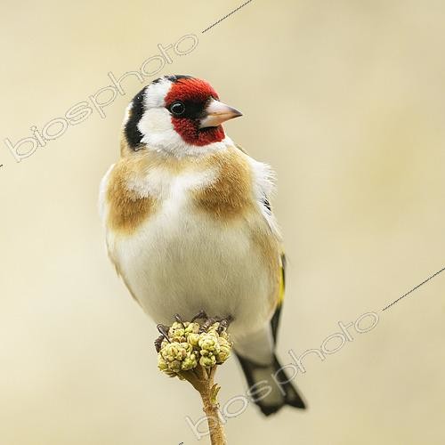 Biosphoto | 2612645 | Portrait d'un Chardonneret élégant (Carduelis carduelis) sur un bouton de Viorne (Viburnumsp) à la fin de l'hiver, Auvergne, France | &copy; Monique Morin / Biosphoto