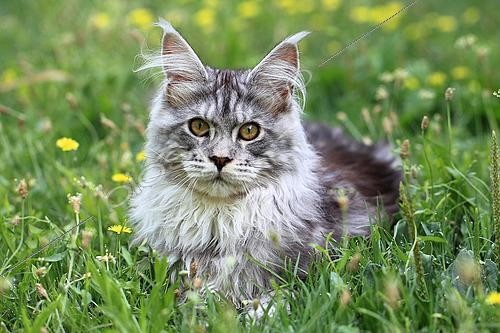 Biosphoto | 2526113 | Portrait d'un chaton Maine Coon âgé de 4 mois couché dans l'herbe | &copy; Eric Guilloret / Biosphoto