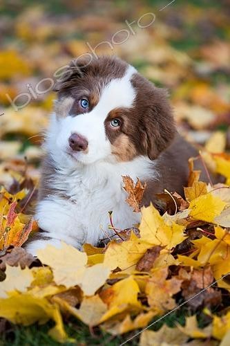 Biosphoto | 2460318 | Portrait d'un chiot Berger australien couché dans les feuilles mortes | &copy; Alessandra Sarti / imageBROKER / Biosphoto