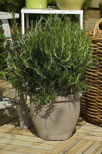 Biosphoto | 2143327 | Pot of aromatic plants on terrace. Rosemary (Rosmarinus sp),  Villaverde 89 . | &copy; Frédéric Didillon / Biosphoto